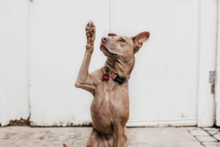 ¡Granby Dog levanta su pata derecha porque tiene una pregunta! 